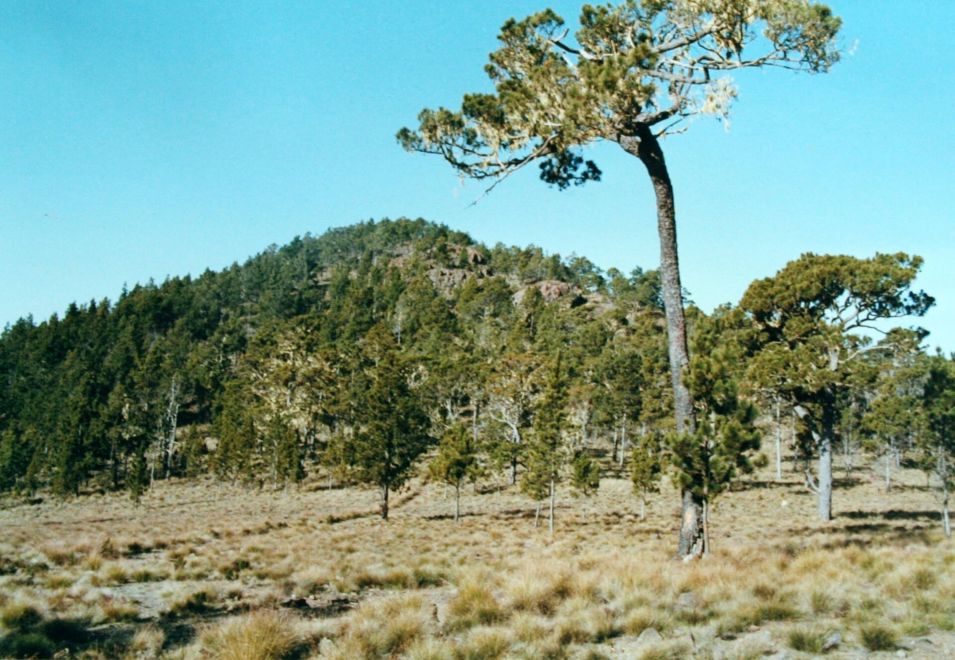 Felsiger Gipfel des Pico Duarte über den Bergwäldern.