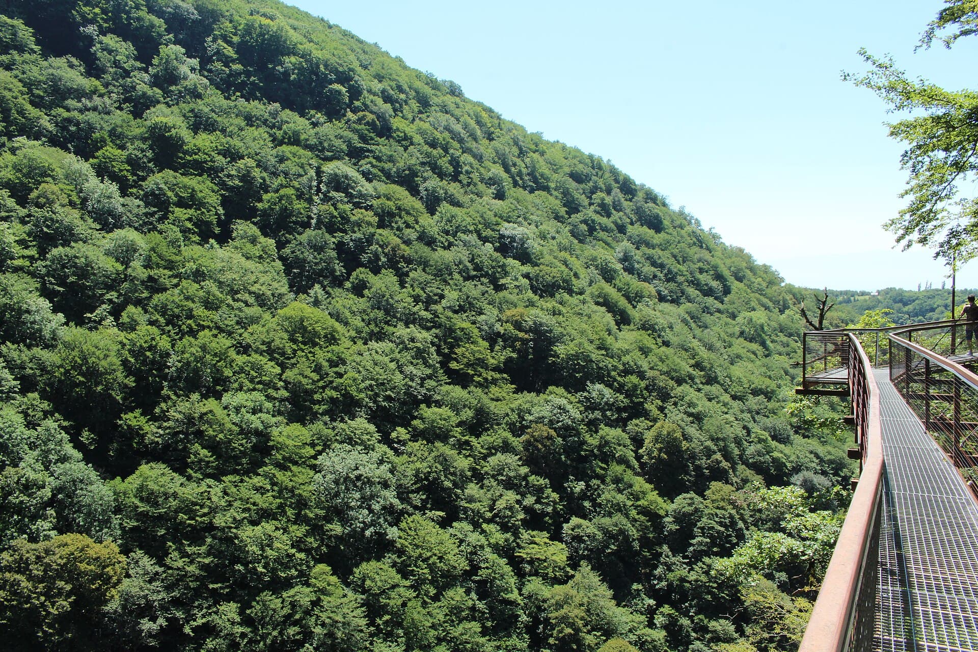 Ein Hängesteg an der Wand der Okatse-Schlucht über dichtem Wald.