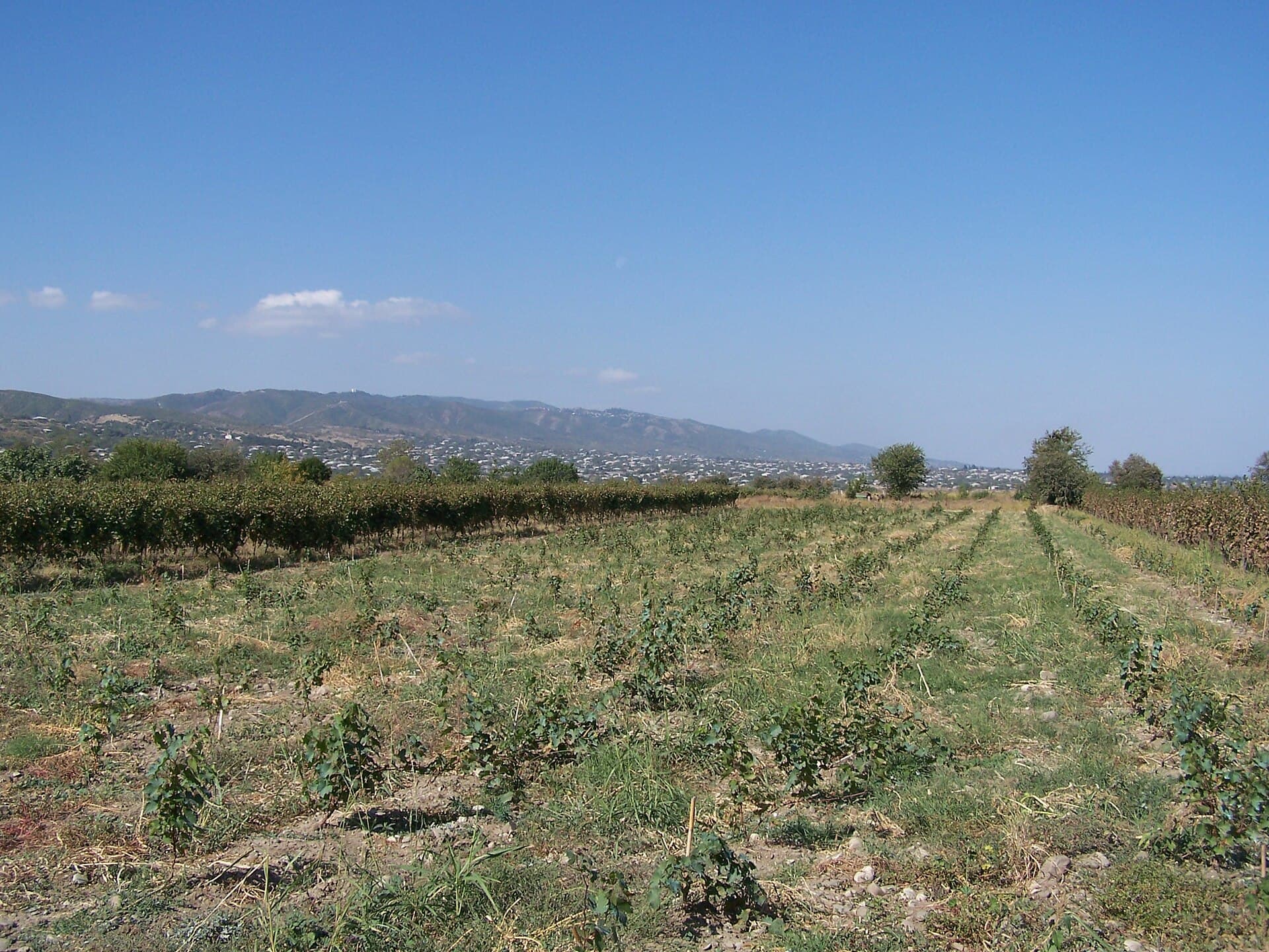 Ein weiter Weinberg in Kachetien, am Horizont Berge.
