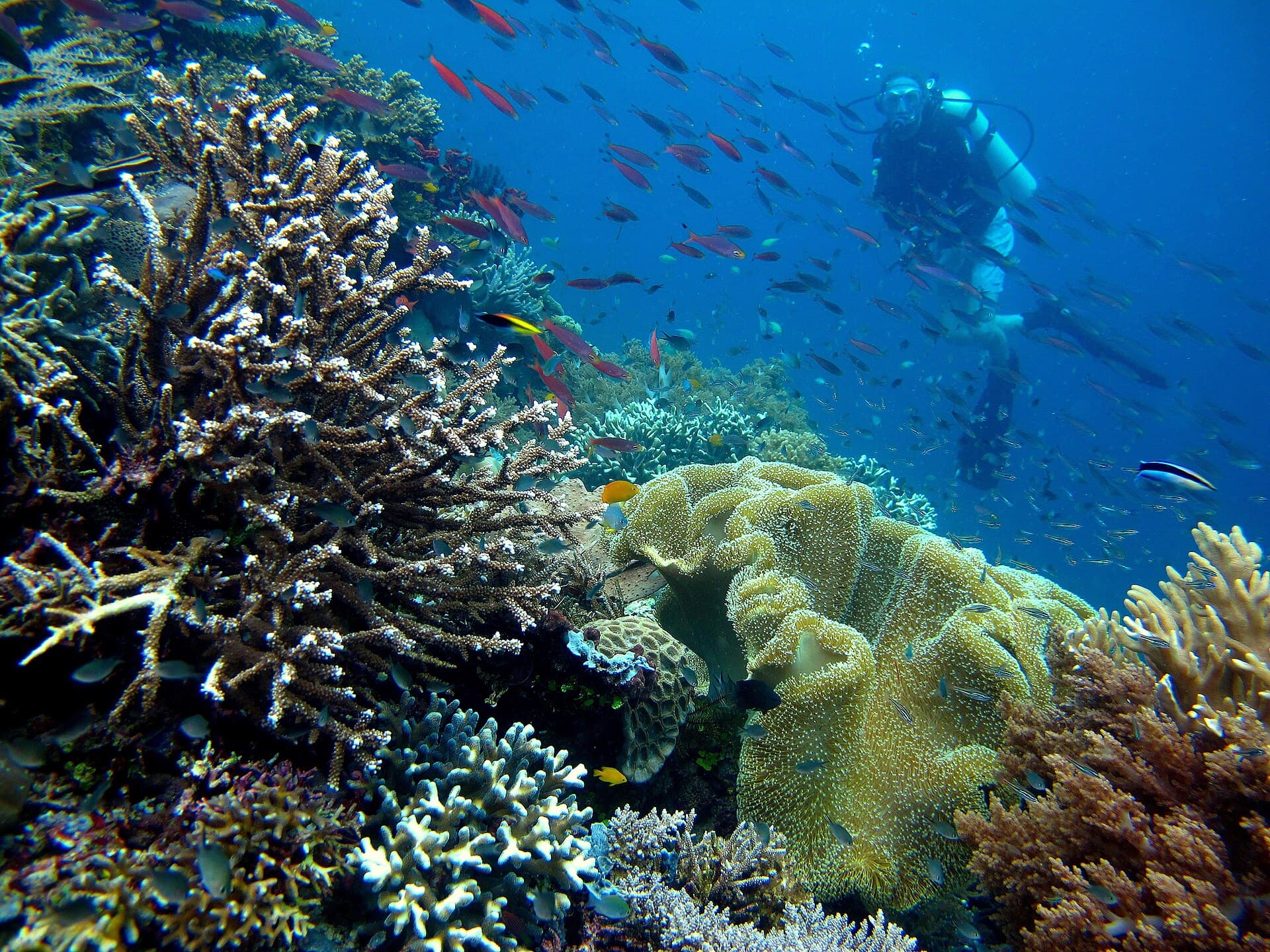 Ein Taucher schwimmt über ein Korallenriff im Wasser vor Piaynemo.