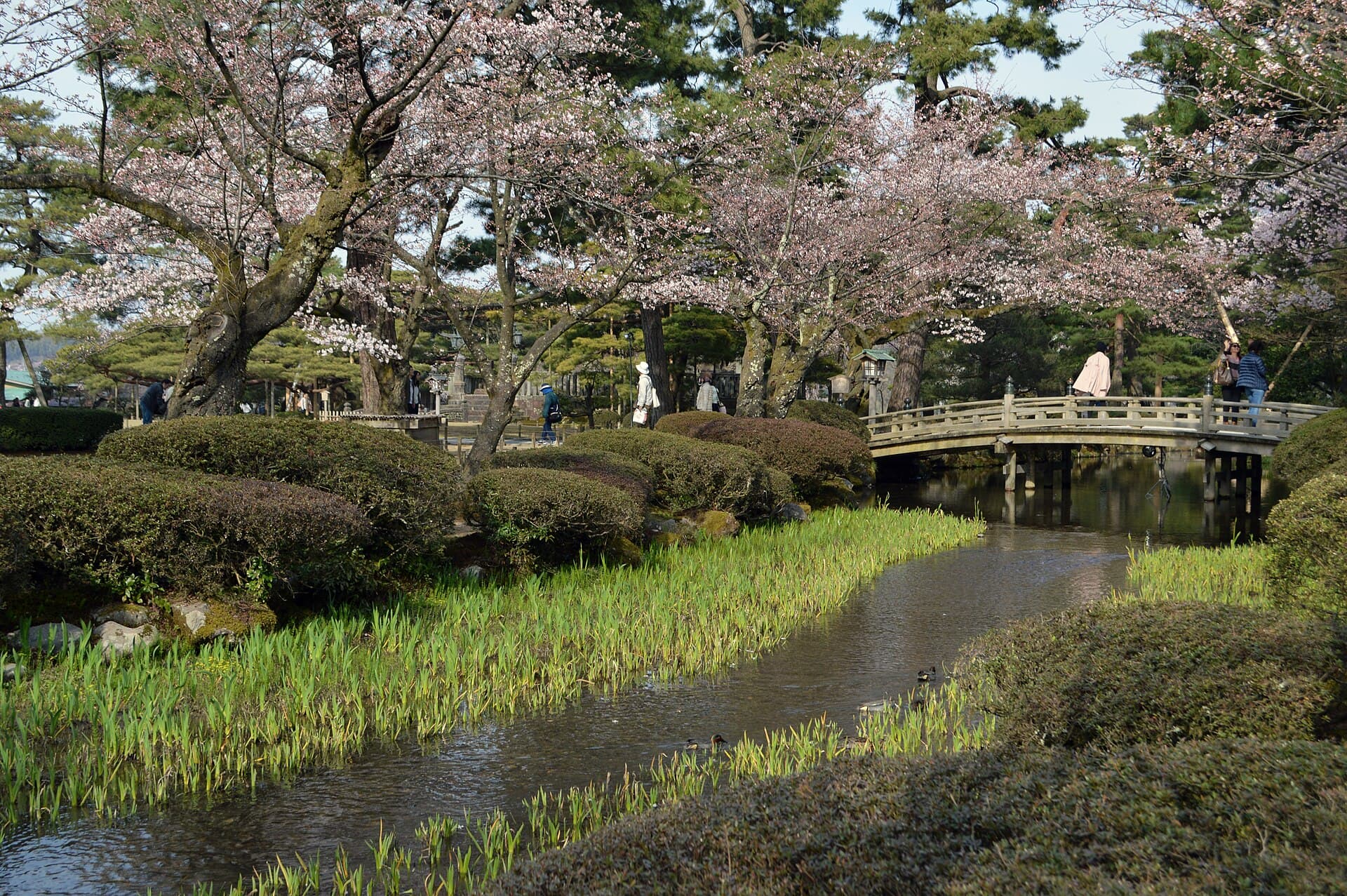 Kirschblüte und die Hanami-Brücke in Kenroku-en.