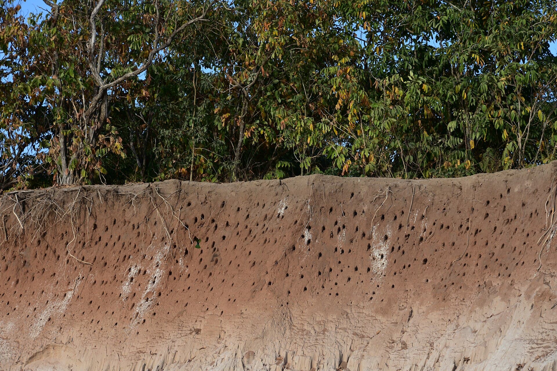 Rufiji River banks inside the reserve, water and dense trees.