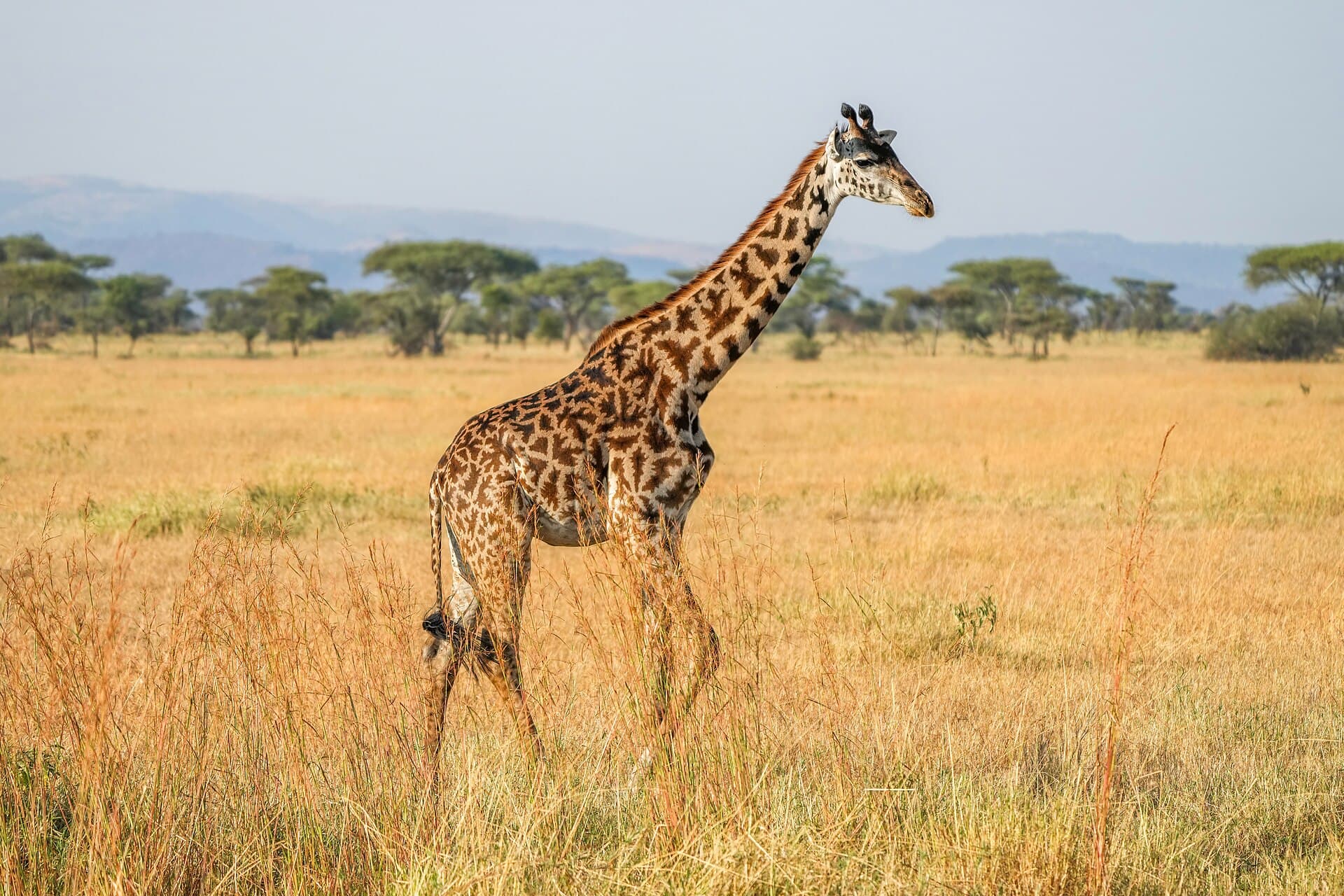 Massai-Giraffe zwischen Savannenbäumen im Serengeti-Nationalpark.