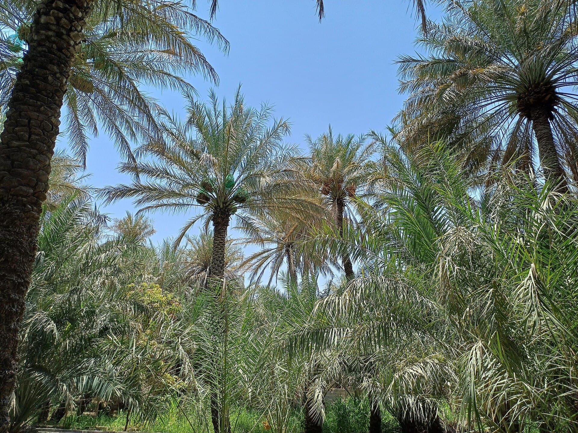 نخيل كثيف في واحة العين تحت سماء زرقاء.