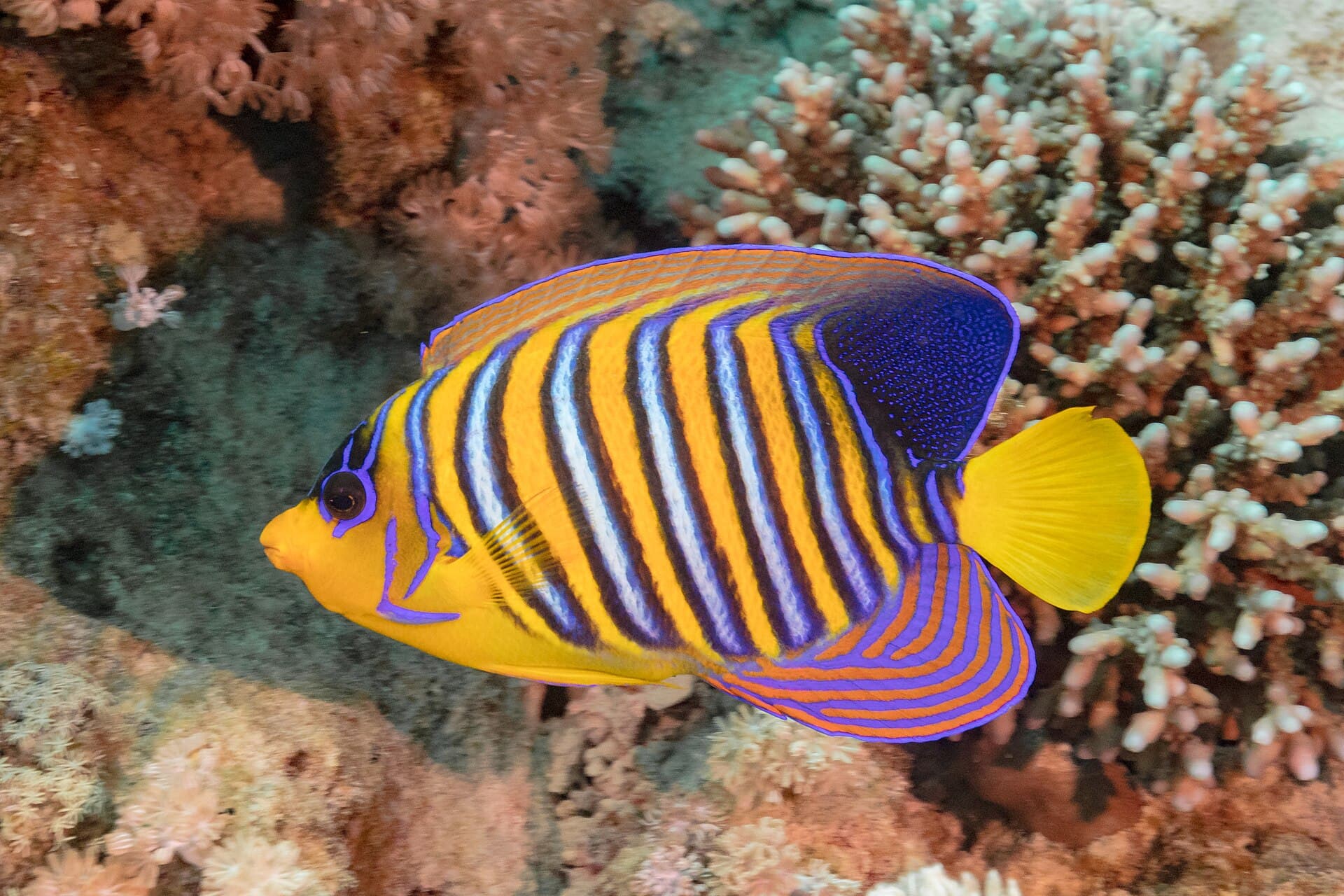 Ein gelb-blau gestreifter Pfauen-Kaiserfisch zwischen Korallen in Ras Mohammed.