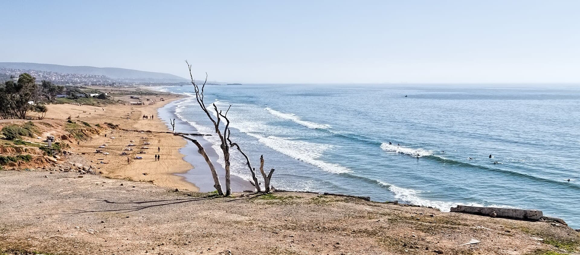 Der lange Strand und die Wellen von Taghazout, ein kahler Baum auf der Klippe.