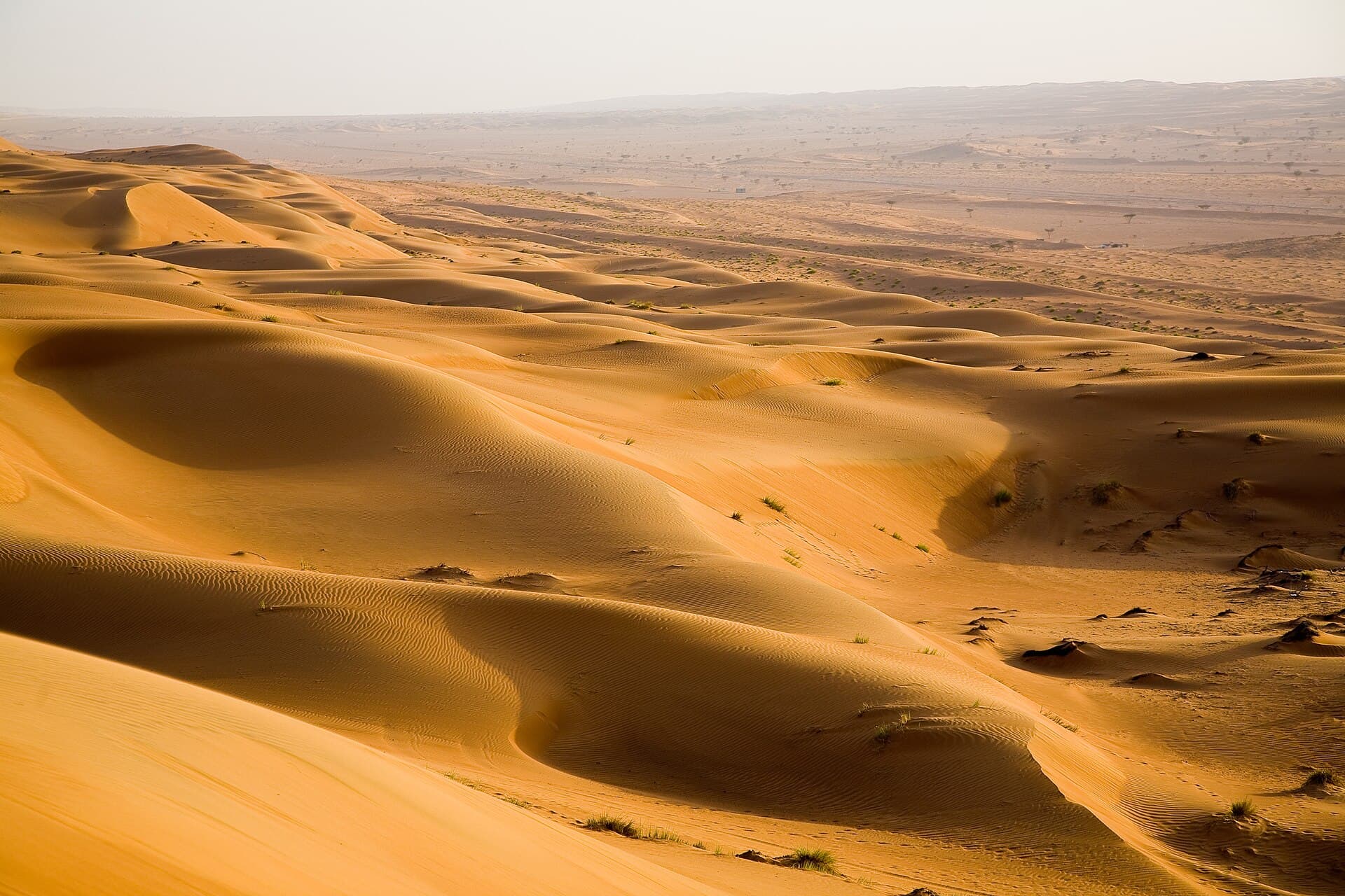 Golden dunes of the Sharqiya Sands rolling towards the horizon.